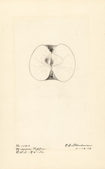 Apples, Missouri Pippin (1918)