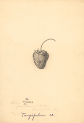 Strawberries, Salter (1891)