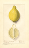 Lemons, Eureka (1912)