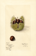 Chestnuts (1917)