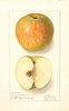 Apples, Downing Stranger (1910)