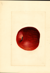 Apples, Ben Davis (1909)