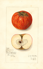 Apples, Domine (1912)