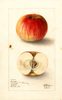 Apples, Domine (1905)