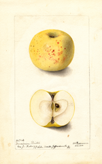 Apples, Dominion Winter (1900)