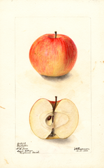 Apples, Doyleston (1900)