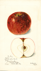Apples, Du Pres (1899)