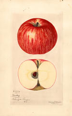 Apples, Dudley (1924)