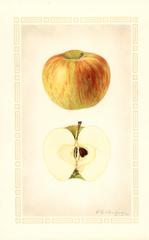 Apples, Dudley (1925)
