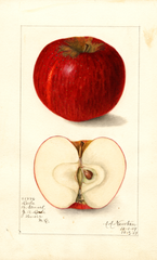 Apples, Dula (1909)