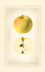 Apples, Cooper Early White (1924)