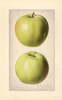 Apples, Early Cooper (1920)