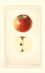 Apples, Early Edward (1928)
