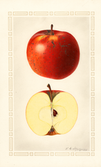 Apples, Indiana Favorite (1925)