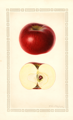 Apples, Indian Favorite (1928)