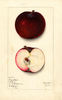 Apples, Jersey Black (1913)
