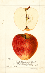 Apples, Lady Washington Sweet (1894)