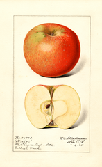 Apples, Major (1915)