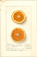 Oranges, Valencia (1913)