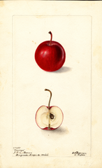 Apples, Marengo (1900)