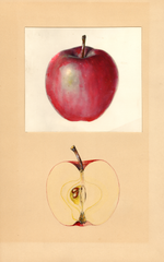 Apples, Close Seedling (1937)