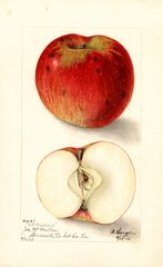 Apples, Mcmullen (1905)