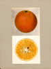 Oranges, Pineapple Orange (1936)