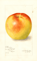Apples, Northwestern Greening (1906)