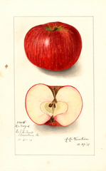 Apples, Doctor Noyes (1911)