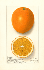 Oranges, Washington Navel (1913)