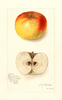 Apples, Iowa Keeper (1912)