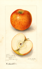 Apples, American Blush (1906)