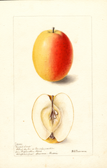 Apples, Candil Sinap (1900)