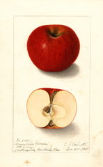 Apples, Herefordshire (1905)