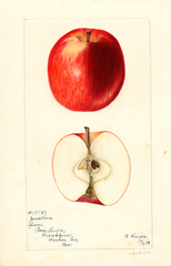 Apples, Jonathan (1898)