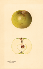Apples, Ohio Pippin (1931)