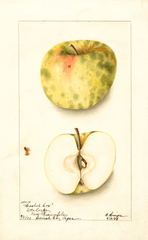 Apples, Hershal Cox (1904)