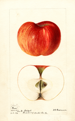 Apples, Hiester (1894)