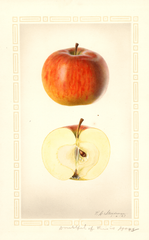 Apples, Hogg (1927)