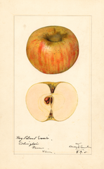 Apples, Hog Island Sweet (1921)