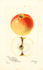 Apples, Holland Pippin (1901)