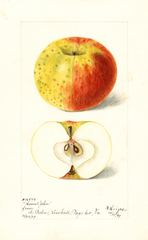 Apples, Honest John (1899)