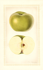 Apples, Huber Pippin (1927)