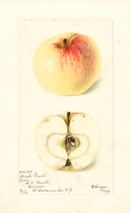 Apples, Irish Peach (1898)