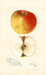 Apples, Jacobs Sweet (1898)