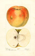 Apples, Jacobs Sweet (1895)