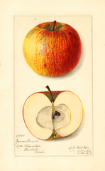 Apples, James Grieve (1913)
