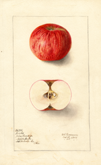 Apples, Jenks (1906)