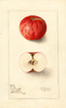 Apples, Jenks (1906)