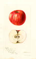 Apples, Jenny Lind (1897)